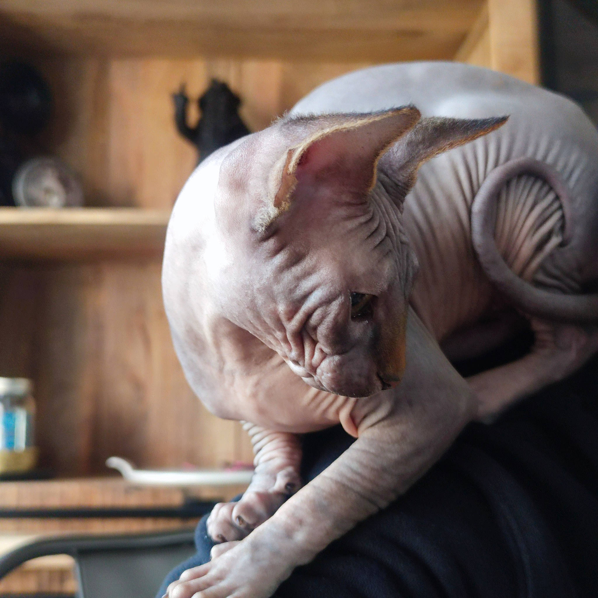 Safran a rejoint le concours — aidez-le/la à gagner de superbes lots ! art, artifact, carnivore, cat, comfort, donskoy, fawn, felidae, fur, jaw, metal, peterbald, sculpture, shelf, small_to_medium_sized_cats, snout, sphynx, terrestrial_animal, whiskers, wrinkle