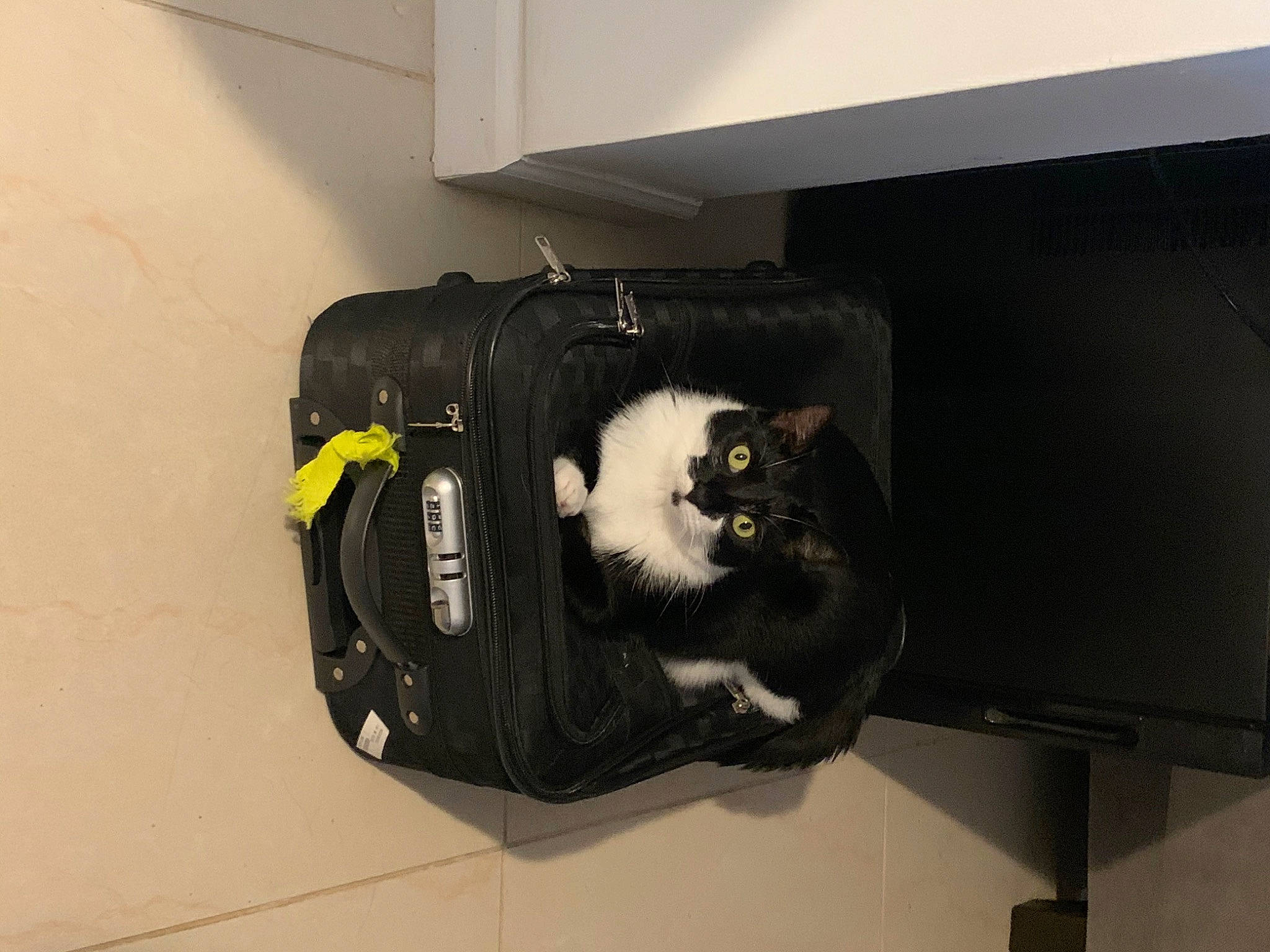 Sanz is registered to the contest to win money with this photo: audio_equipment, auto_part, automotive_design, backpack, bag, baggage, cat, comfort, fashion_accessory, felidae, gadget, gas, luggage_and_bags, personal_protective_equipment, pet_supply, room, small_to_medium_sized_cats, tail