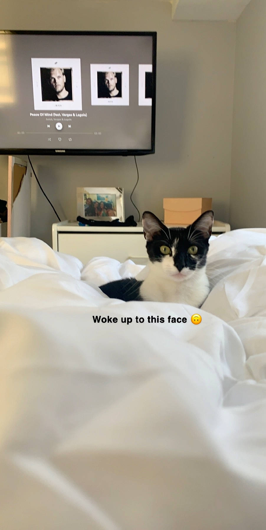 Arya joined the competition — help win amazing prizes! bed, bed_sheet, bedding, bedroom, carnivore, cat, comfort, felidae, interior_design, lamp, linens, picture_frame, pillow, room, small_to_medium_sized_cats, television, textile, throw_pillow, whiskers, white