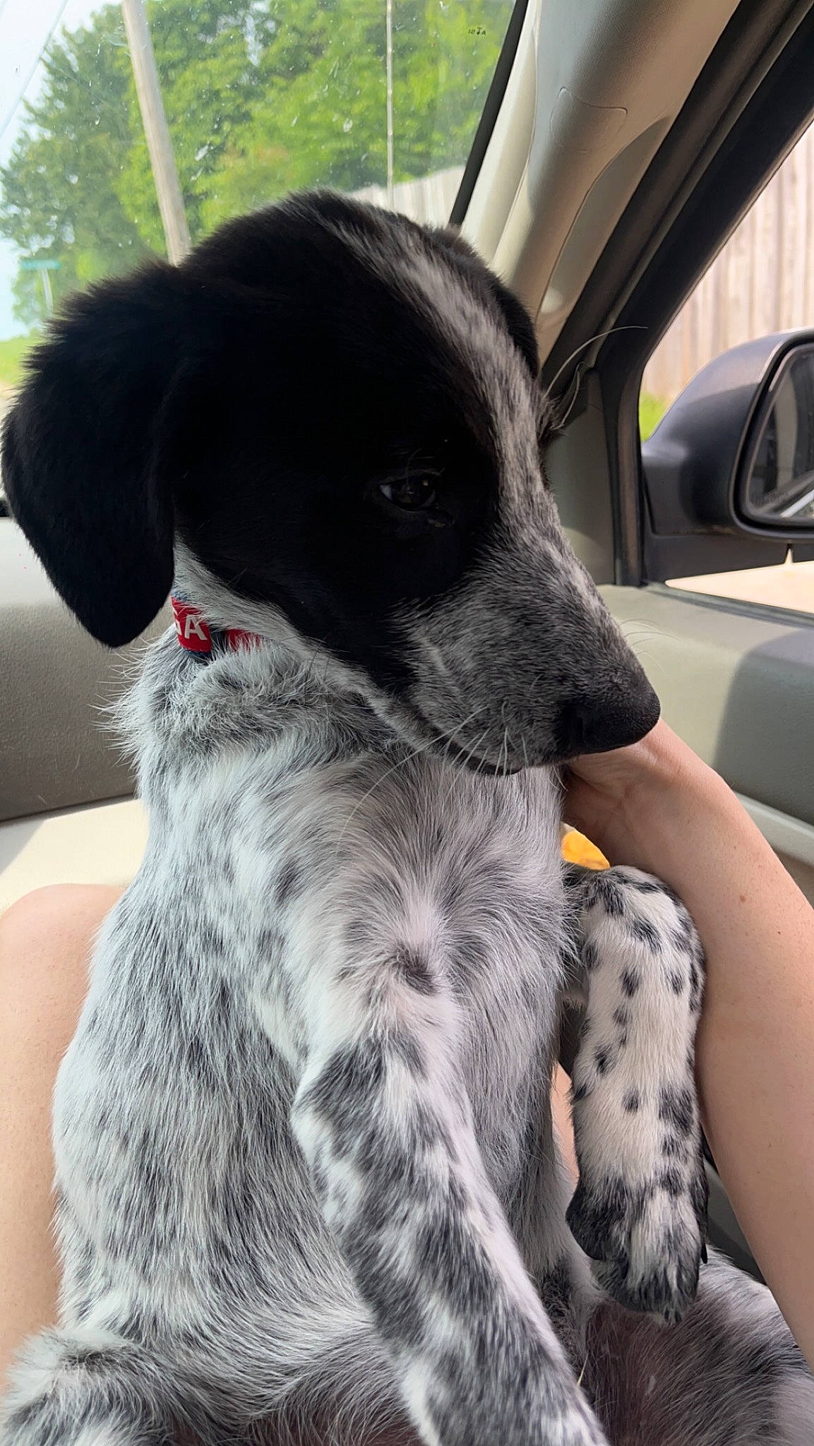 Winston is registered to the contest to win money with this photo: auto_part, automotive_exterior, automotive_mirror, canidae, car, car_seat, car_seat_cover, carnivore, collar, companion_dog, dog, dog_breed, dog_collar, gun_dog, head_restraint, snout, sporting_group, vehicle, vehicle_door, working_animal