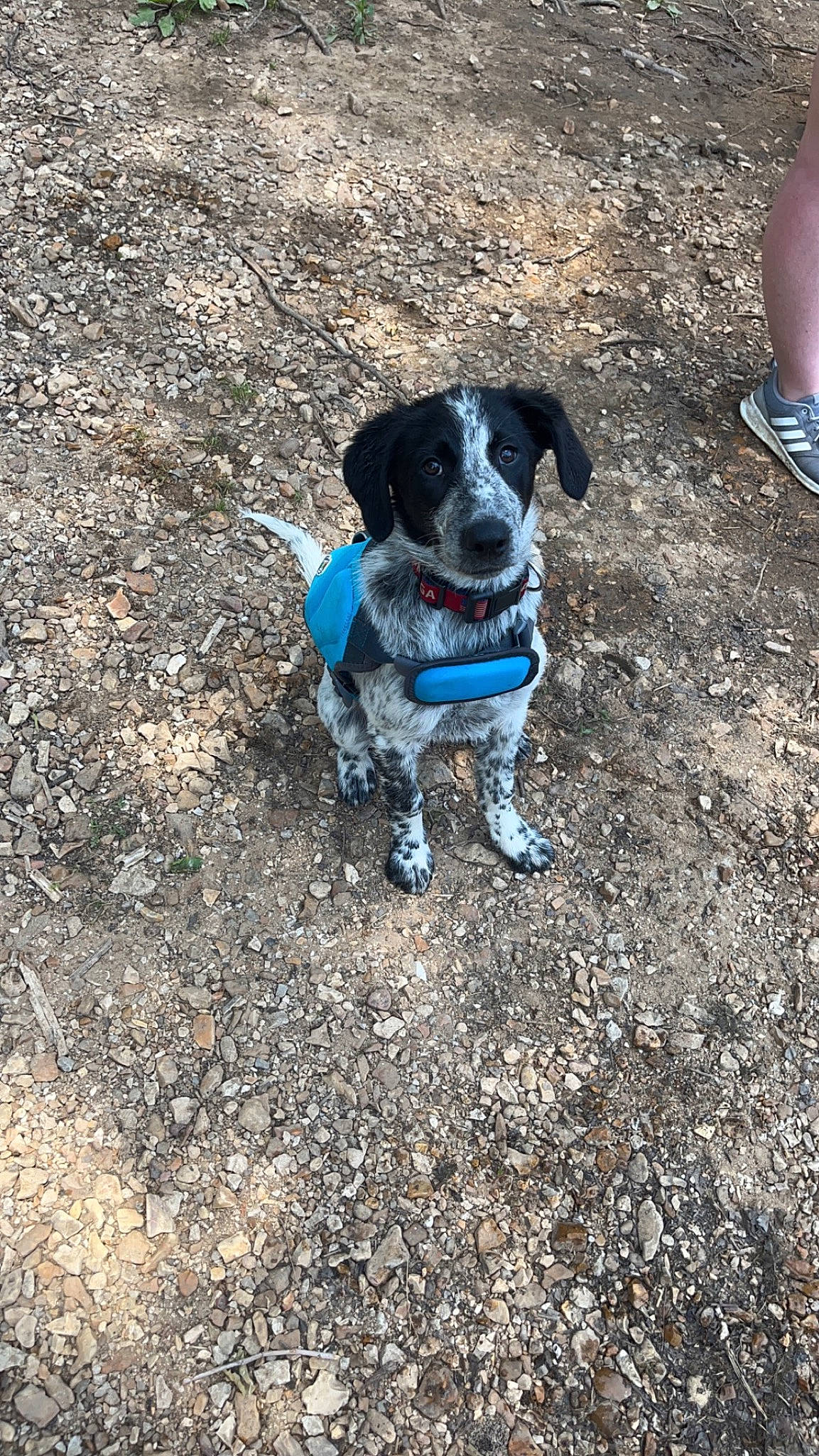 Winston joined the competition — help win amazing prizes! adventure, canidae, carnivore, collar, companion_dog, dog, dog_breed, dog_collar, dog_supply, electric_blue, fashion_accessory, fawn, foot, leash, pet_supply, snout, soil, sporting_group, tail, working_animal