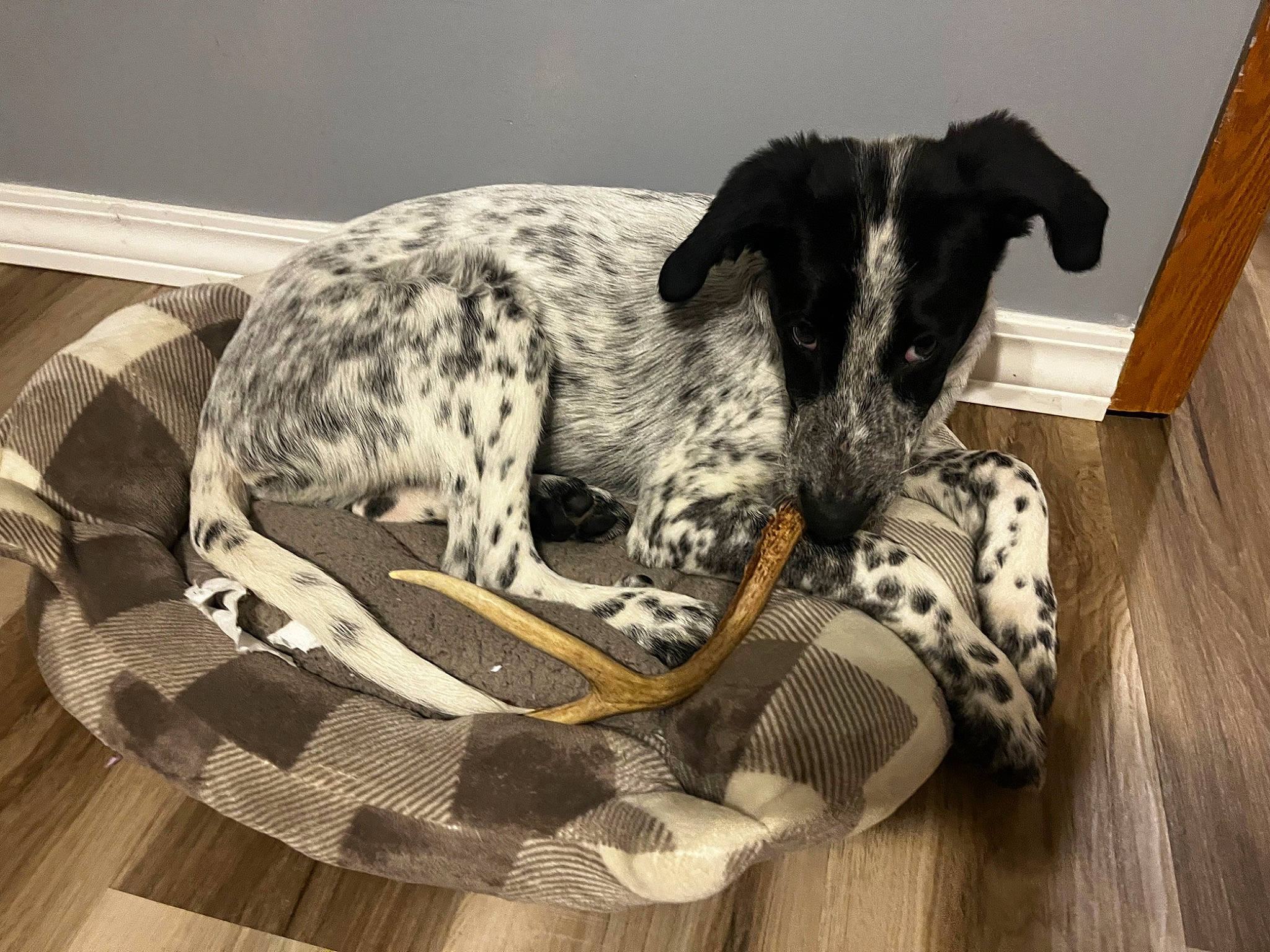 Winston joined the competition — help win amazing prizes! carnivore, comfort, companion_dog, couch, dalmatian, dog, dog_bed, dog_breed, dog_supply, guard_dog, gun_dog, hardwood, pattern, pet_supply, pointing_breed, snout, sporting_group, wood, wood_flooring, working_animal
