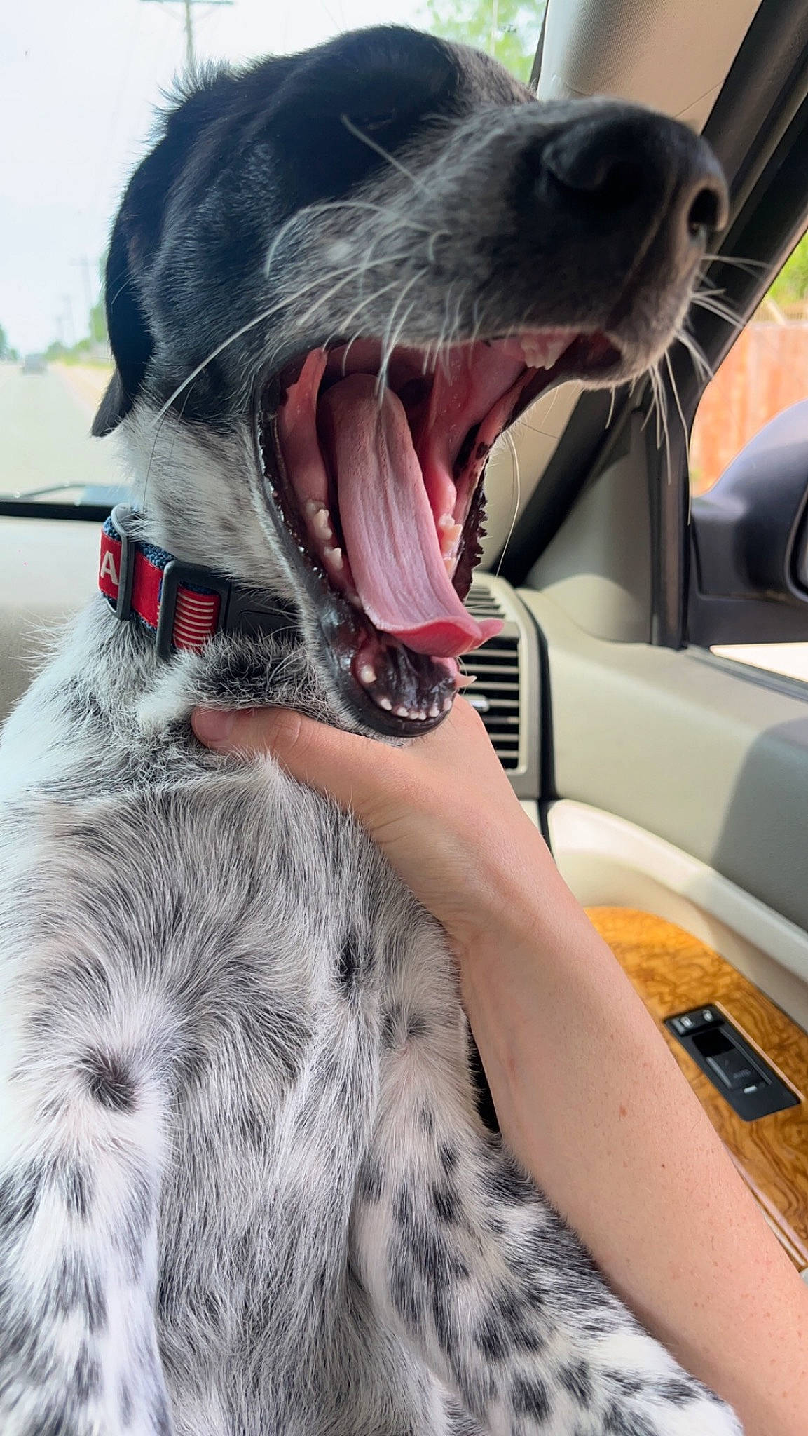 Winston is registered to the contest to win money with this photo: car, carnivore, collar, comfort, companion_dog, dog, dog_breed, dog_collar, fang, fur, jaw, liver, mammal, smile, snout, sporting_group, vehicle, vertebrate, whiskers, working_animal