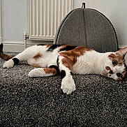 Rosie is registered to the contest to win money with this photo: cat, calico_cat, carpet, indoor, pet, relaxed, feline, home_interior, domestic_animal, resting, floor, radiator, cat_bed, animal, fur, whiskers, paw, ears, tail, closeup