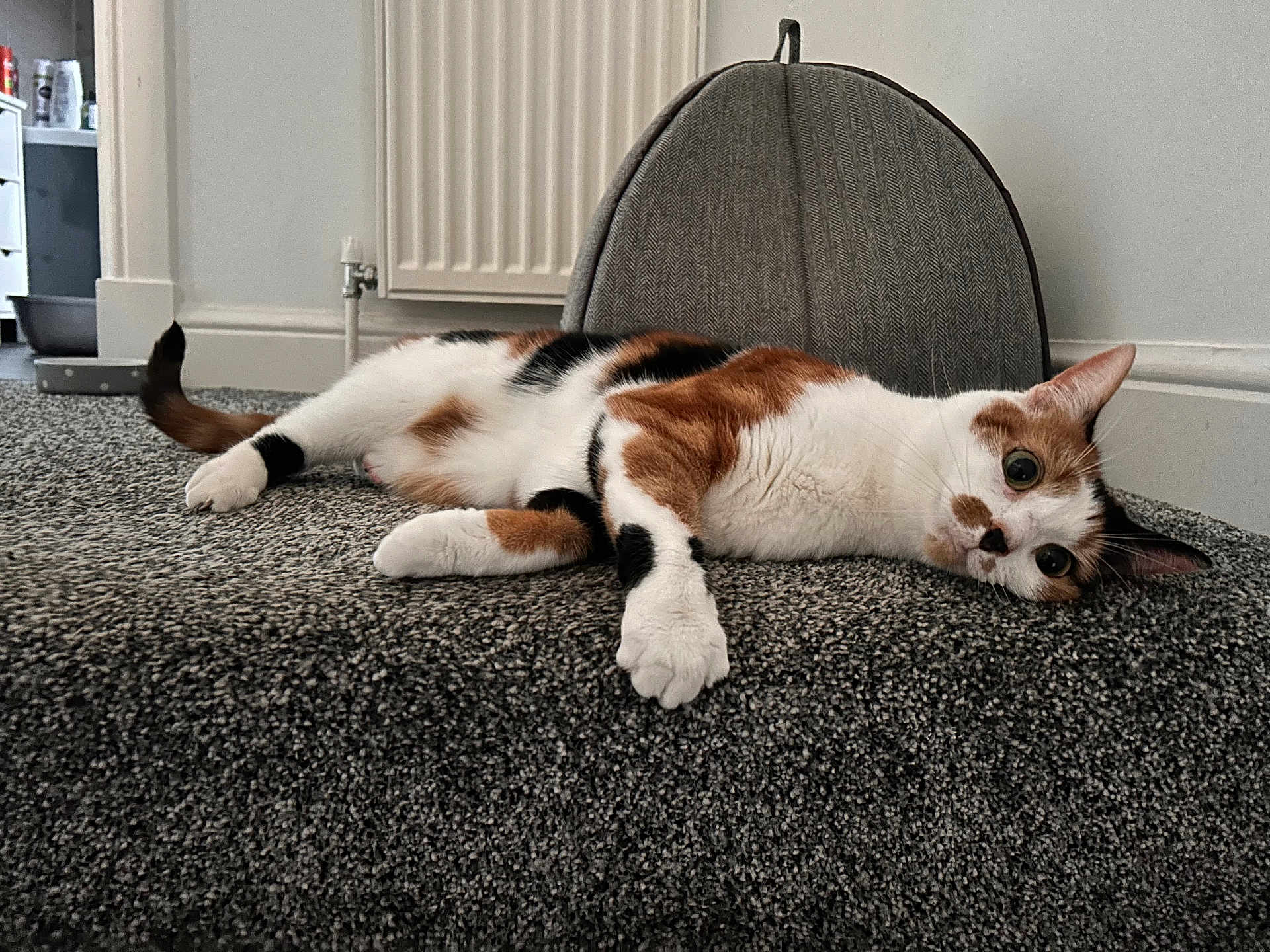 Rosie is registered to the contest to win money with this photo: cat, calico_cat, carpet, indoor, pet, relaxed, feline, home_interior, domestic_animal, resting, floor, radiator, cat_bed, animal, fur, whiskers, paw, ears, tail, closeup