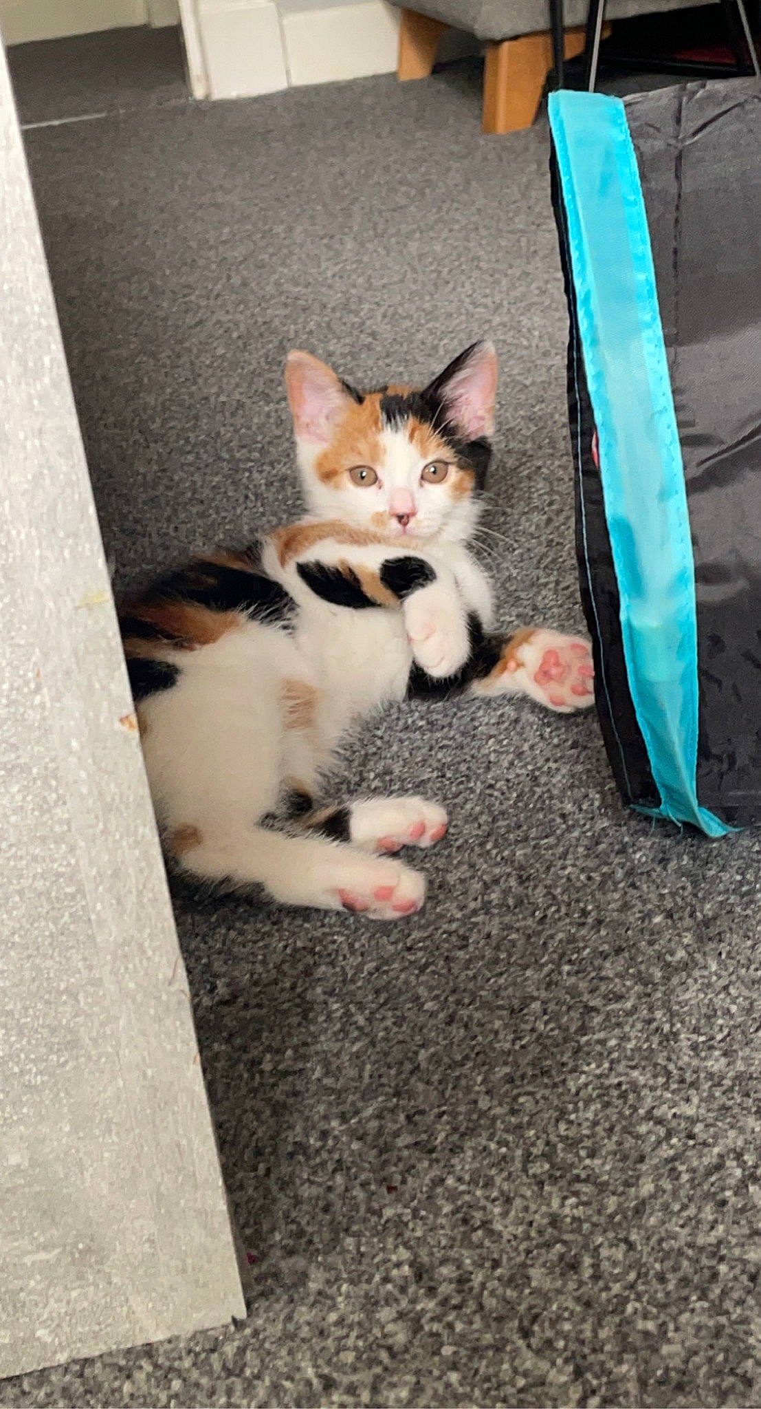 Rosie is registered to the contest to win money with this photo: asphalt, carnivore, cat, comfort, domestic_short_haired_cat, eye, fawn, felidae, foot, fur, human_leg, leg, paw, road_surface, sitting, small_to_medium_sized_cats, snout, tail, vertebrate, whiskers