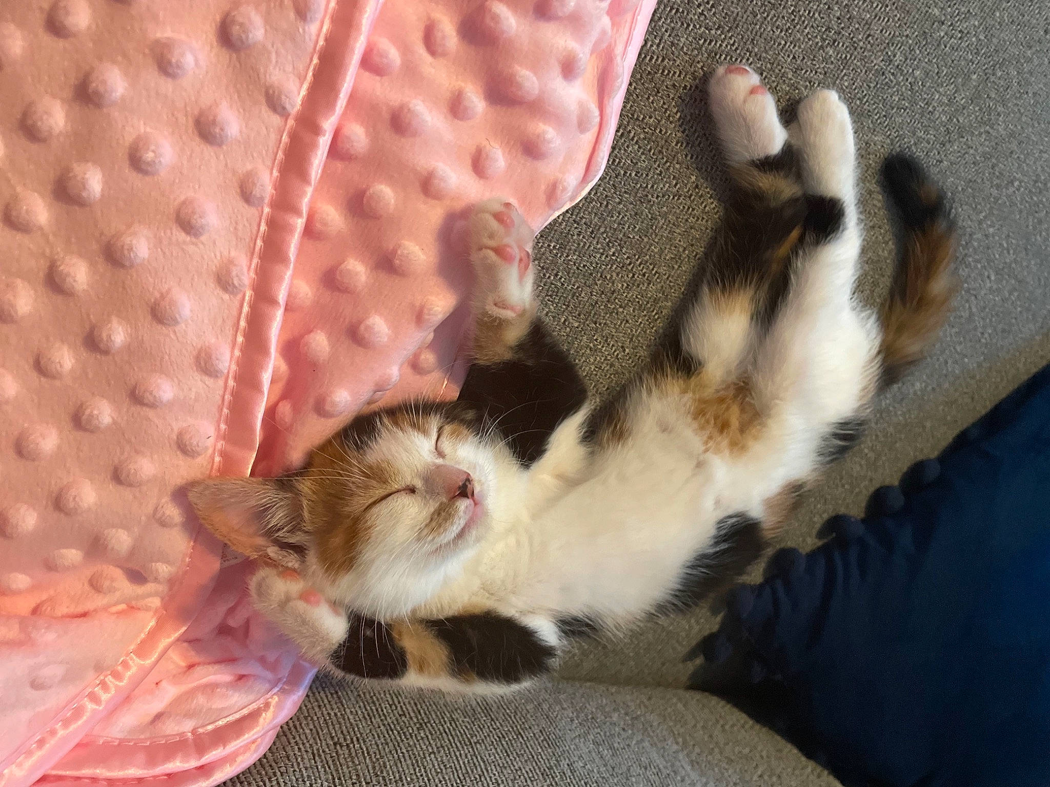 Rosie joined the competition — help win amazing prizes! carnivore, cat, claw, comfort, domestic_short_haired_cat, fawn, felidae, foot, fur, human_leg, linens, nail, pattern, paw, peach, remote_control, small_to_medium_sized_cats, snout, tail, whiskers