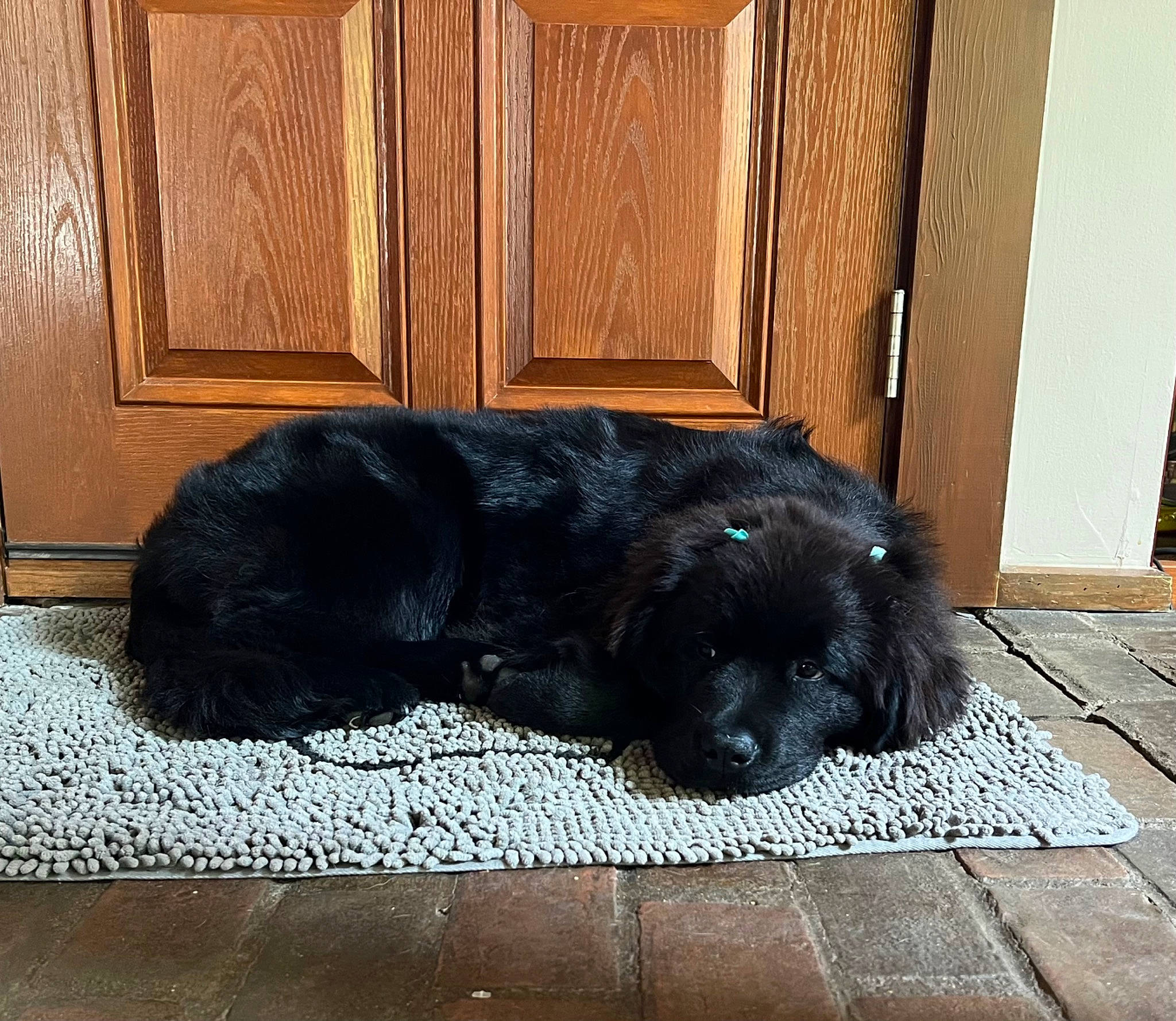 Jojo is registered to the contest to win money with this photo: automotive_tire, carnivore, comfort, companion_dog, dog, dog_breed, door, door_mat, fawn, floor, flooring, fur, hardwood, liver, snout, sporting_group, tail, tints_and_shades, wood, working_animal