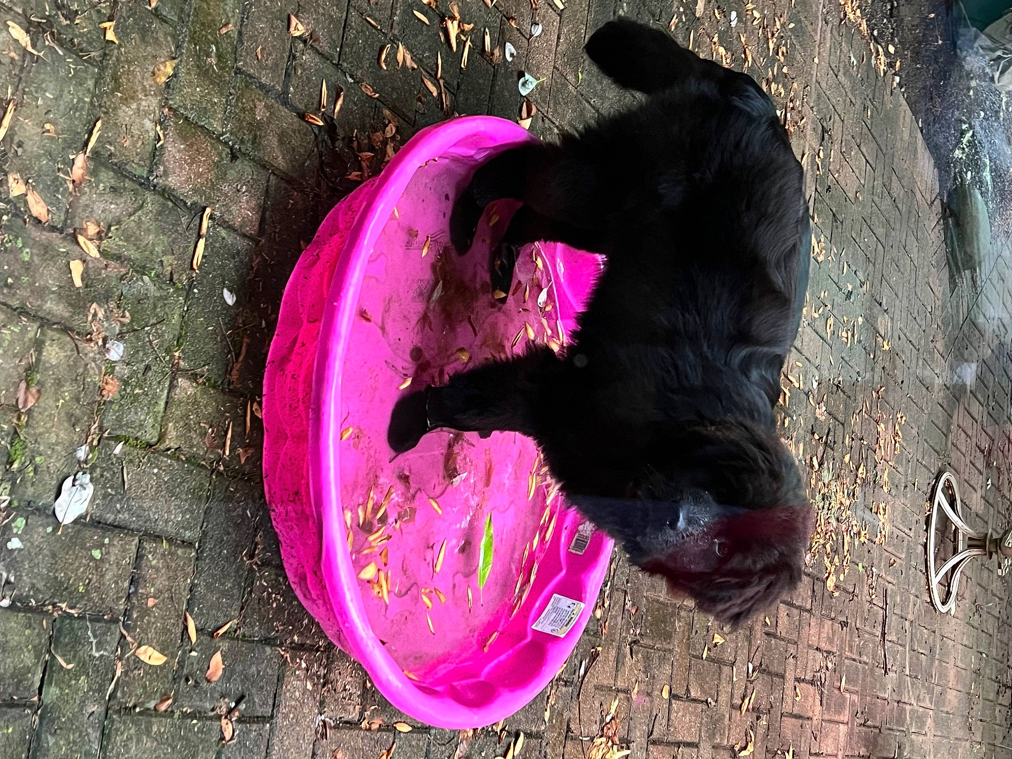 Jojo is registered to the contest to win money with this photo: asphalt, carmine, circle, claw, felidae, fur, grass, magenta, organism, pink, purple, rat, road_surface, shadow, small_to_medium_sized_cats, soil, tail, terrestrial_animal, tints_and_shades, whiskers