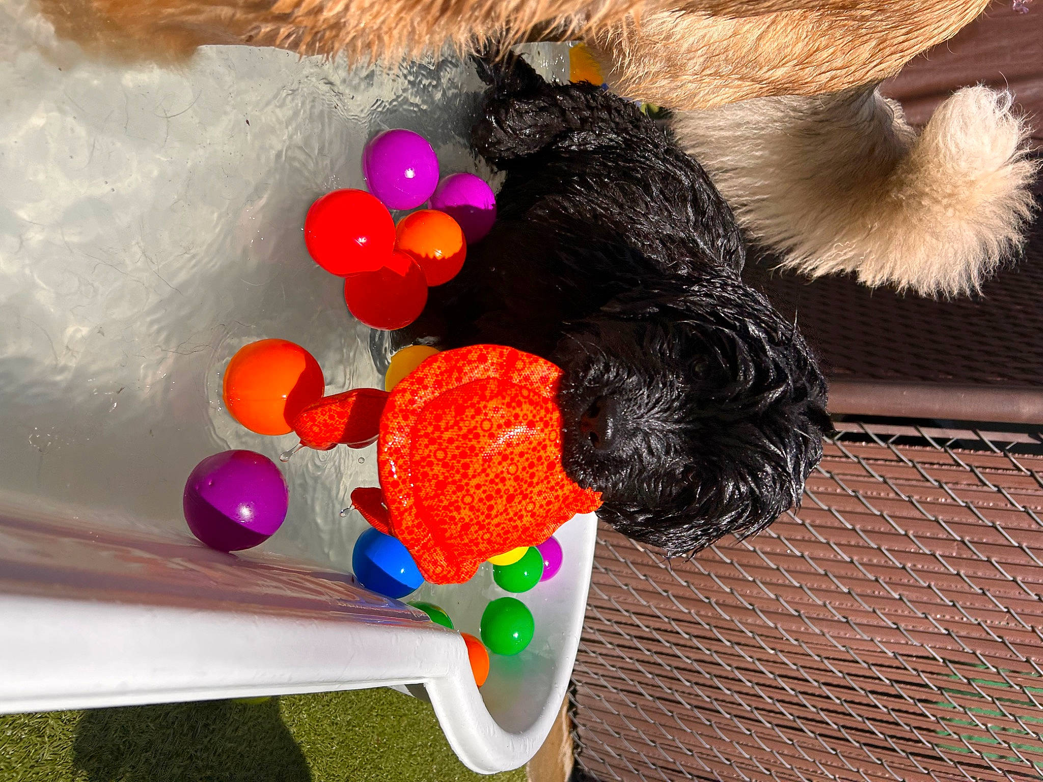 Jojo is registered to the contest to win money with this photo: baby_toys, canidae, companion_dog, dog_breed, fashion_accessory, fawn, fur, liver, mammal, natural_material, office_supplies, plastic, plush, stuffed_toy, tail, toy, vertebrate, wool