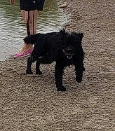 Winnie is registered to the contest to win money with this photo: canidae, carnivore, companion_dog, dog, dog_breed, dog_collar, dog_supply, non_sporting_group, small_terrier, snout, sporting_group, tail, terrestrial_animal, terrier, water, water_dog, working_animal, working_dog