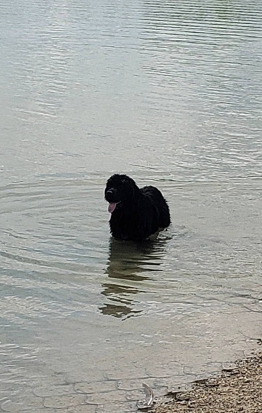 Winnie joined the competition — help win amazing prizes! american_black_bear, canidae, carnivore, dog_breed, lake, lake_district, liquid, loch, marine_mammal, ocean, reflection, reservoir, sitting, sporting_group, tail, terrestrial_animal, water, water_bird, wildlife, working_animal