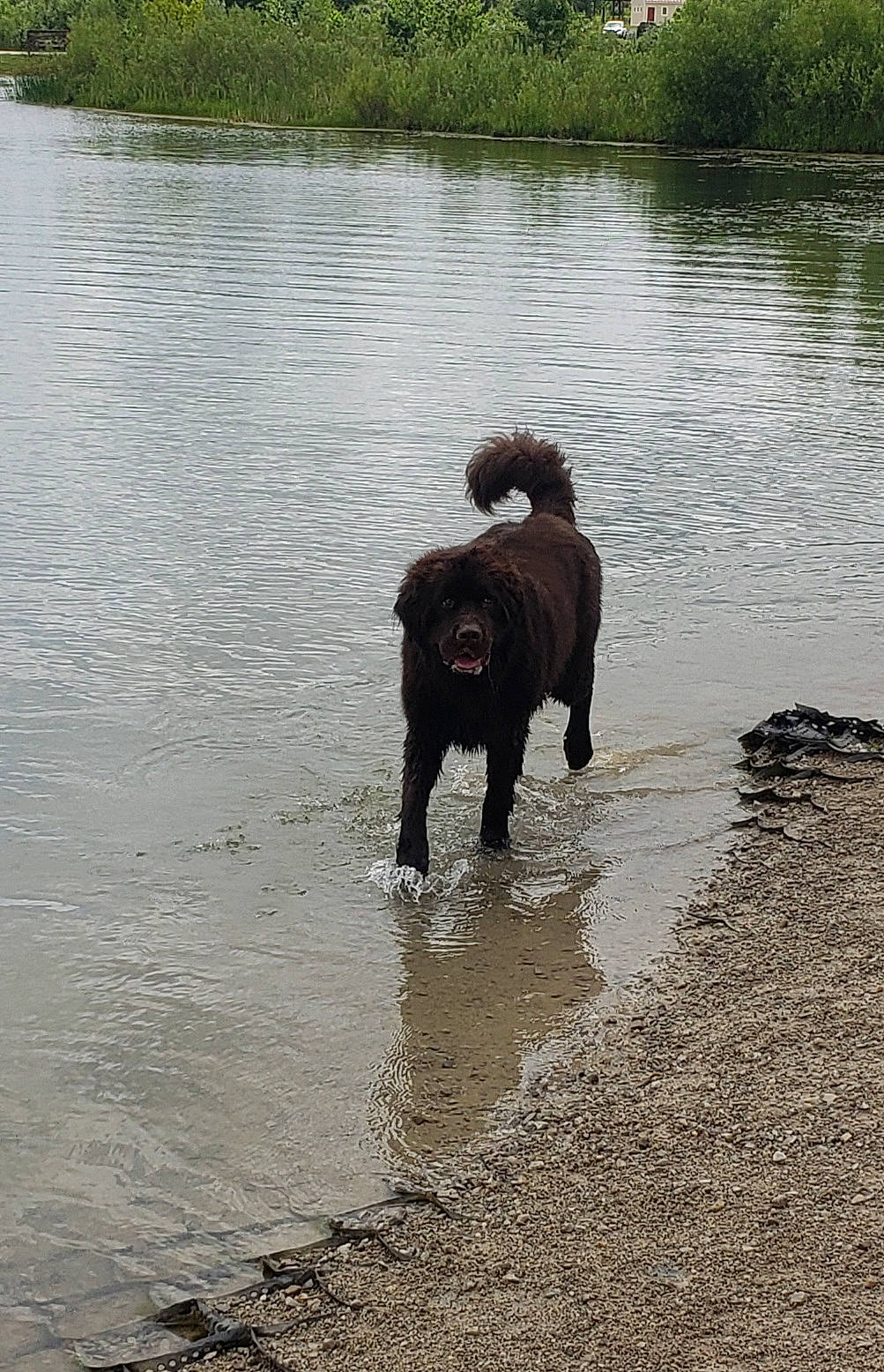 Winnie is registered to the contest to win money with this photo: bank, bog, canidae, carnivore, companion_dog, dog, dog_breed, fun, lake, plant, recreation, reflection, reservoir, sporting_group, terrestrial_animal, walking, water, wetland, wildlife, working_animal