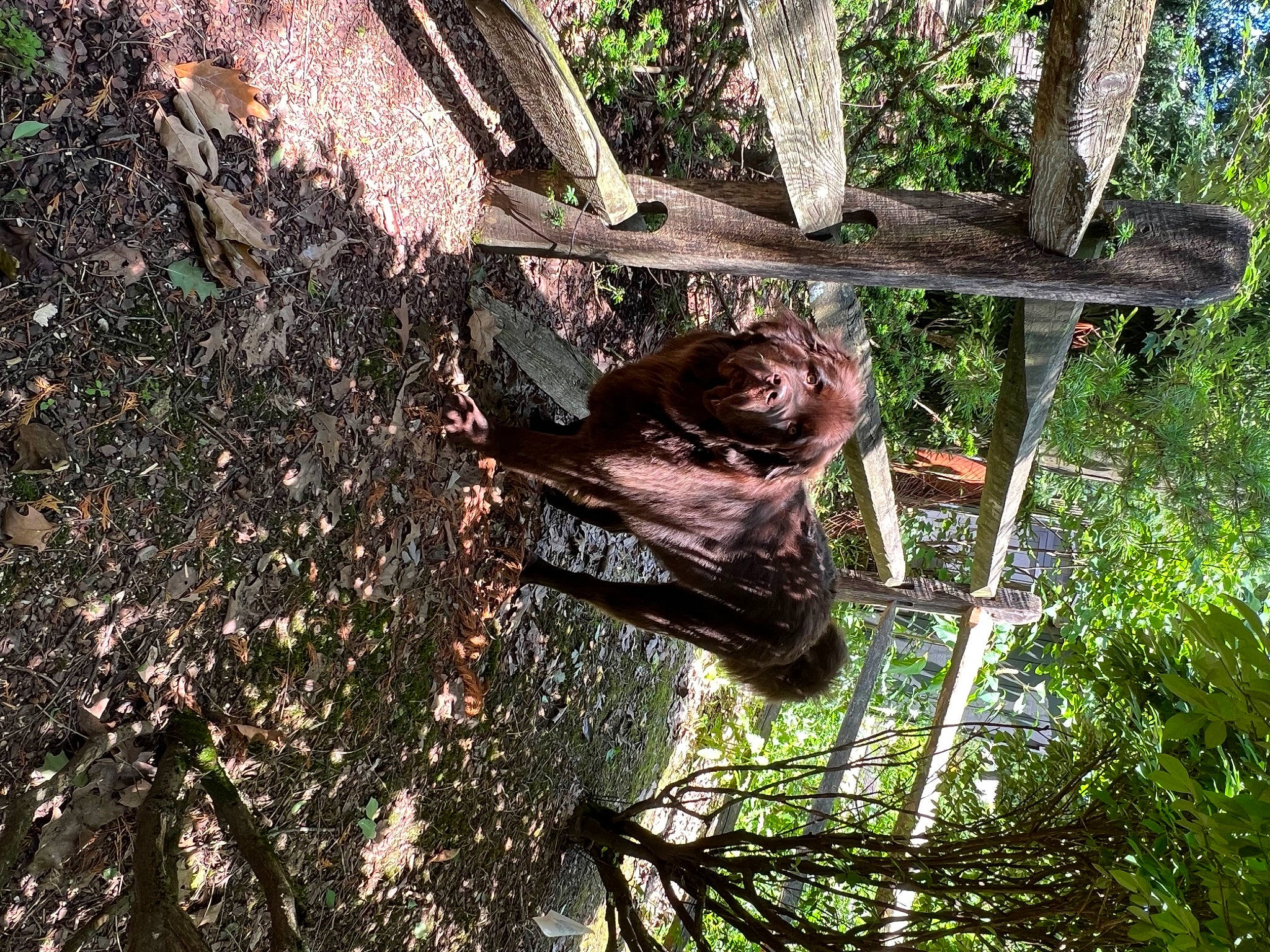 Winnie joined the competition — help win amazing prizes! branch, forest, grass, jungle, metal, organism, plant, plant_stem, soil, terrestrial_animal, terrestrial_plant, tree, trunk, twig, wildlife, wood, woody_plant