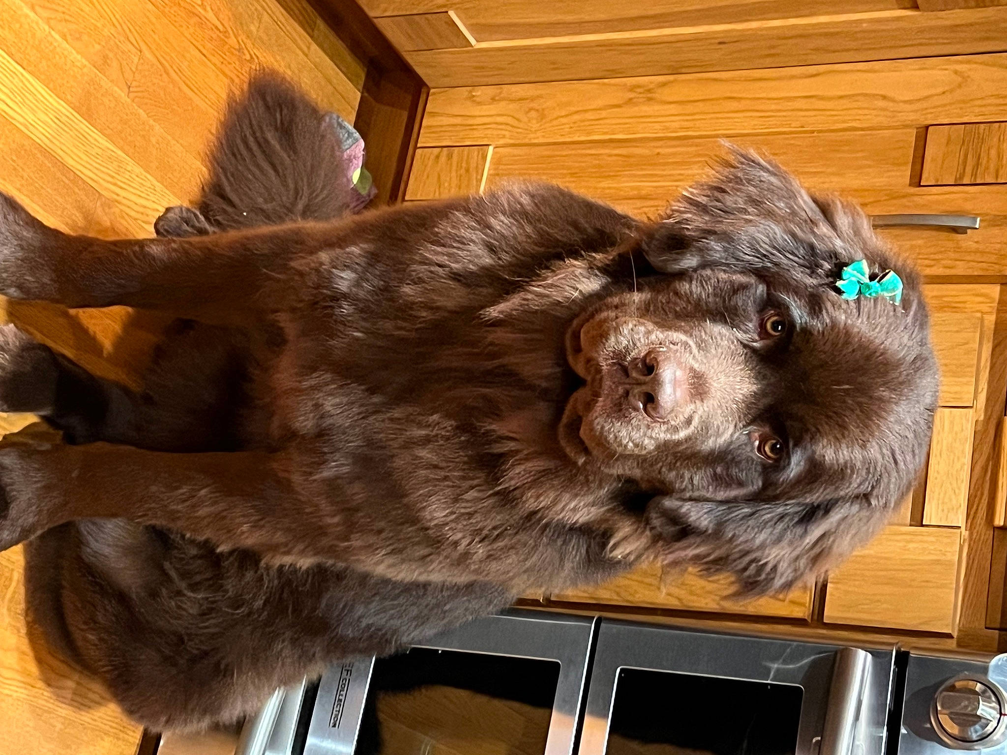Winnie is registered to the contest to win money with this photo: canidae, carnivore, companion_dog, dog, dog_breed, ear, fur, hardwood, liver, snout, spaniel, sporting_group, tail, whiskers, wood, wood_stain, working_animal