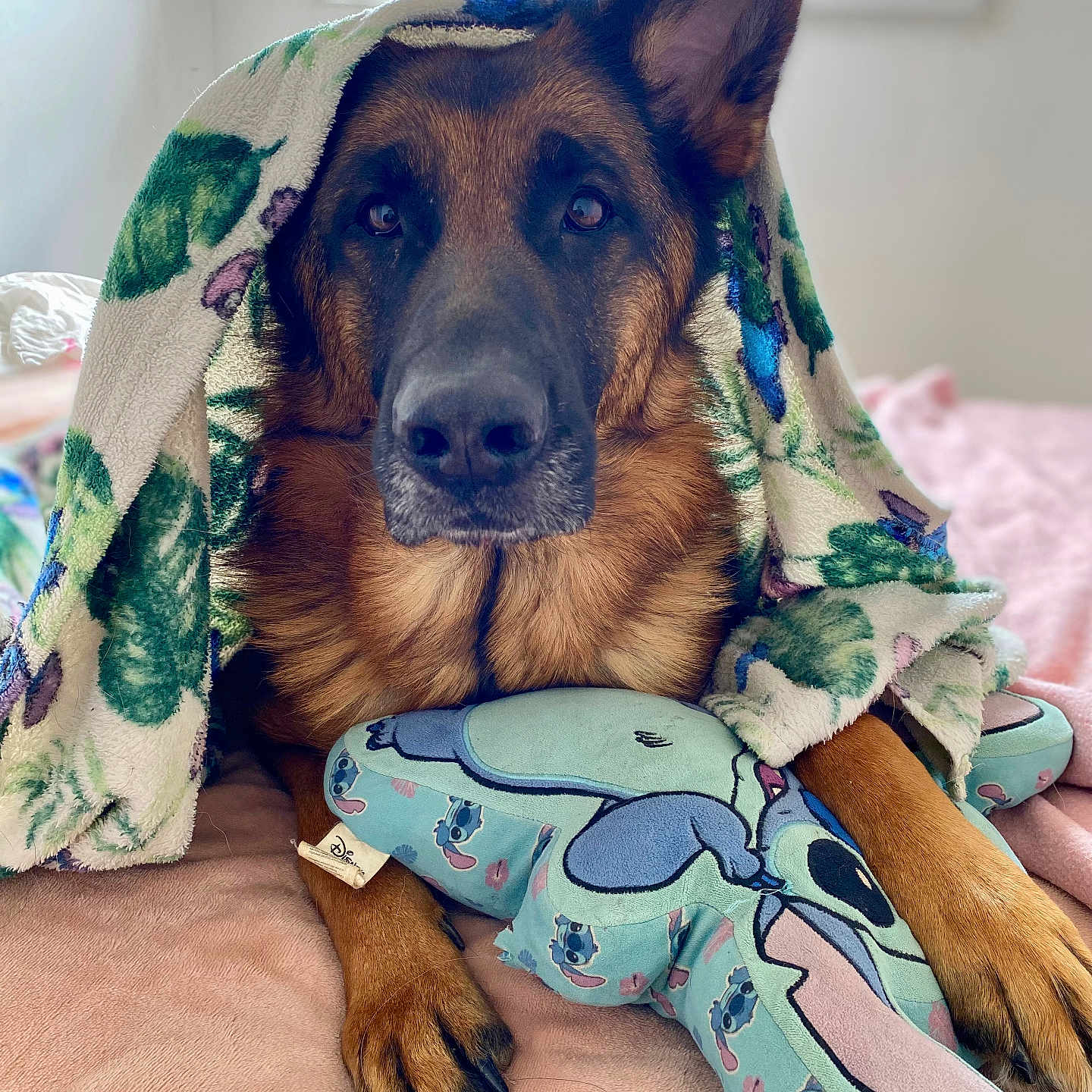 Tara a rejoint le concours — aidez-le/la à gagner de superbes lots ! animal, bed, black, blanket, brown, comfort, cozy, cute, dog, fur, german_shepherd, indoor, paw, pet, plush, resting, soft, stuffed_toy, toy, window