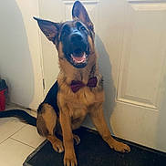 Tara a rejoint le concours — aidez-le/la à gagner de superbes lots ! dog, german_shepherd, puppy, bow_tie, pet, indoor, tile_floor, door, mat, happy, sitting, animal, canine, ears_up, looking_up, cute, domestic, companion, friendly, young