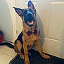 dog, german_shepherd, puppy, bow_tie, pet, indoor, tile_floor, door, mat, happy, sitting, animal, canine, ears_up, looking_up, cute, domestic, companion, friendly, young