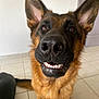 dog, german_shepherd, pet, smiling, teeth, ears, indoor, floor, tile, canine, animal, portrait, brown, black, fur, friendly, closeup, face, sitting, cute
