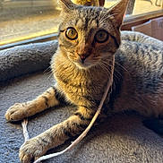 Kala a rejoint le concours — aidez-le/la à gagner de superbes lots ! cat, tabby, pet, animal, indoor, window, sunlight, bed, cozy, string, curious, feline, whiskers, paws, resting, closeup, cute, domestic_animal, playful, young