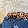 Kira participe au concours pour gagner de l'argent avec cette photo : cat, tabby, sleeping, cushion, blue, indoor, pet, relaxed, fur, striped, spotted, whiskers, paw, cozy, resting, sunlight, texture, wall, comfort, animal