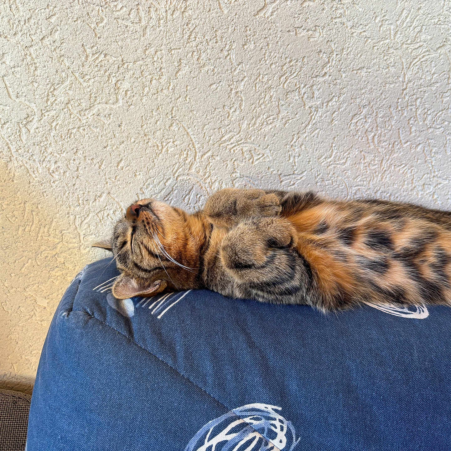 Kira participe au concours pour gagner de l'argent avec cette photo : cat, tabby, sleeping, cushion, blue, indoor, pet, relaxed, fur, striped, spotted, whiskers, paw, cozy, resting, sunlight, texture, wall, comfort, animal