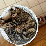 Kira participe au concours pour gagner de l'argent avec cette photo : cat, tabby_cat, sleeping, curled_up, pet_bed, fluffy, cozy, indoor, feline, animal, fur, whiskers, relaxed, resting, cute, domestic_cat, striped, paw, close_up, home