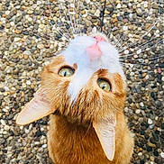 Scratch participe au concours pour gagner de l'argent avec cette photo : cat, orange_cat, white_fur, green_eyes, whiskers, looking_up, outdoor, pebble_ground, curious, pet, animal, feline, close_up, portrait, cute, fur, ears, nose, sitting, daylight