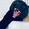Vador a rejoint le concours — aidez-le/la à gagner de superbes lots ! black_cat, cat, yawning, teeth, tongue, whiskers, pet, animal, feline, close_up, indoor, resting, sleepy, face, mouth_open, fur, cute, domestic_animal, portrait, expression