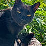 Vador a rejoint le concours — aidez-le/la à gagner de superbes lots ! black_cat, cat, outdoor, green_leaves, blue_sky, sunlight, animal, pet, fur, eyes, bed, cozy, nature, relaxing, whiskers, portrait, closeup, daylight, leafy_background, curious