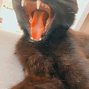 Vador a rejoint le concours — aidez-le/la à gagner de superbes lots ! black_cat, cat, yawning, fangs, tongue, close_up, pet, animal, feline, indoor, fur, whiskers, mouth_open, teeth, blurred_background, light_glare, vintage_effect, resting, cute, domestic_cat