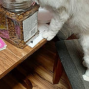 Ninja is registered to the contest to win money with this photo: animal, cat, chair, collar, curious, domestic, feline, fluffy_cat, food_container, fur, household, indoor, kibble, paws, pet, side_view, snacking, table, white_cat, wooden_floor