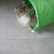 Vaillant participe au concours pour gagner de l'argent avec cette photo : alert, animal, cat, closeup, curious, cute, domestic_cat, feline, fluffy, fur, gray_floor, green_tunnel, indoor, looking, pet, playful, tabby, toy, whiskers, white_paws