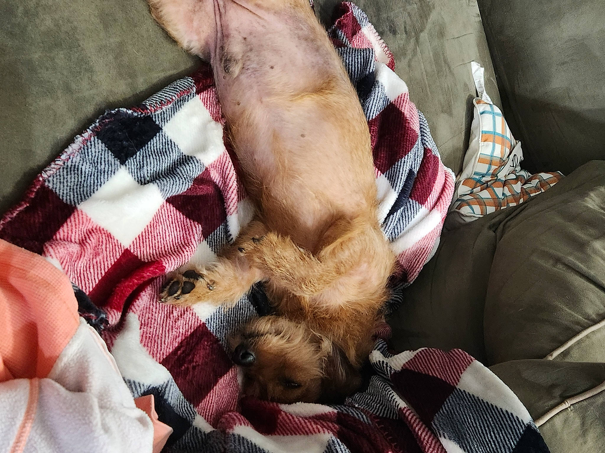 Buddy joined the competition — help win amazing prizes! canidae, carnivore, comfort, companion_dog, dog, dog_breed, fashion_accessory, fawn, felidae, foot, fur, human_leg, linens, pattern, plaid, sporting_group, tartan, textile, wool, wrist