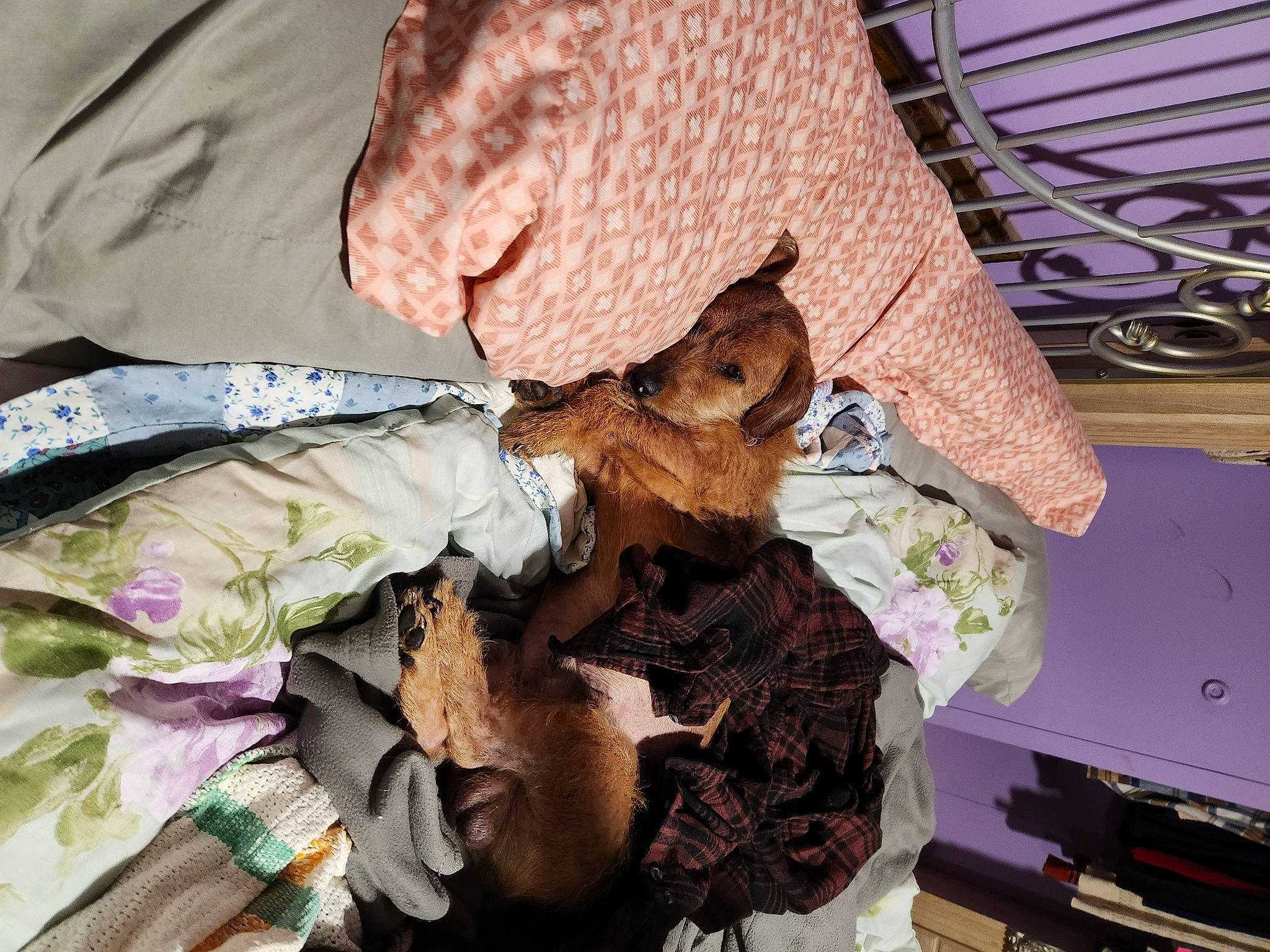 Buddy joined the competition — help win amazing prizes! comfort_food, fashion_accessory, fashion_design, fur, hat, meat, wood