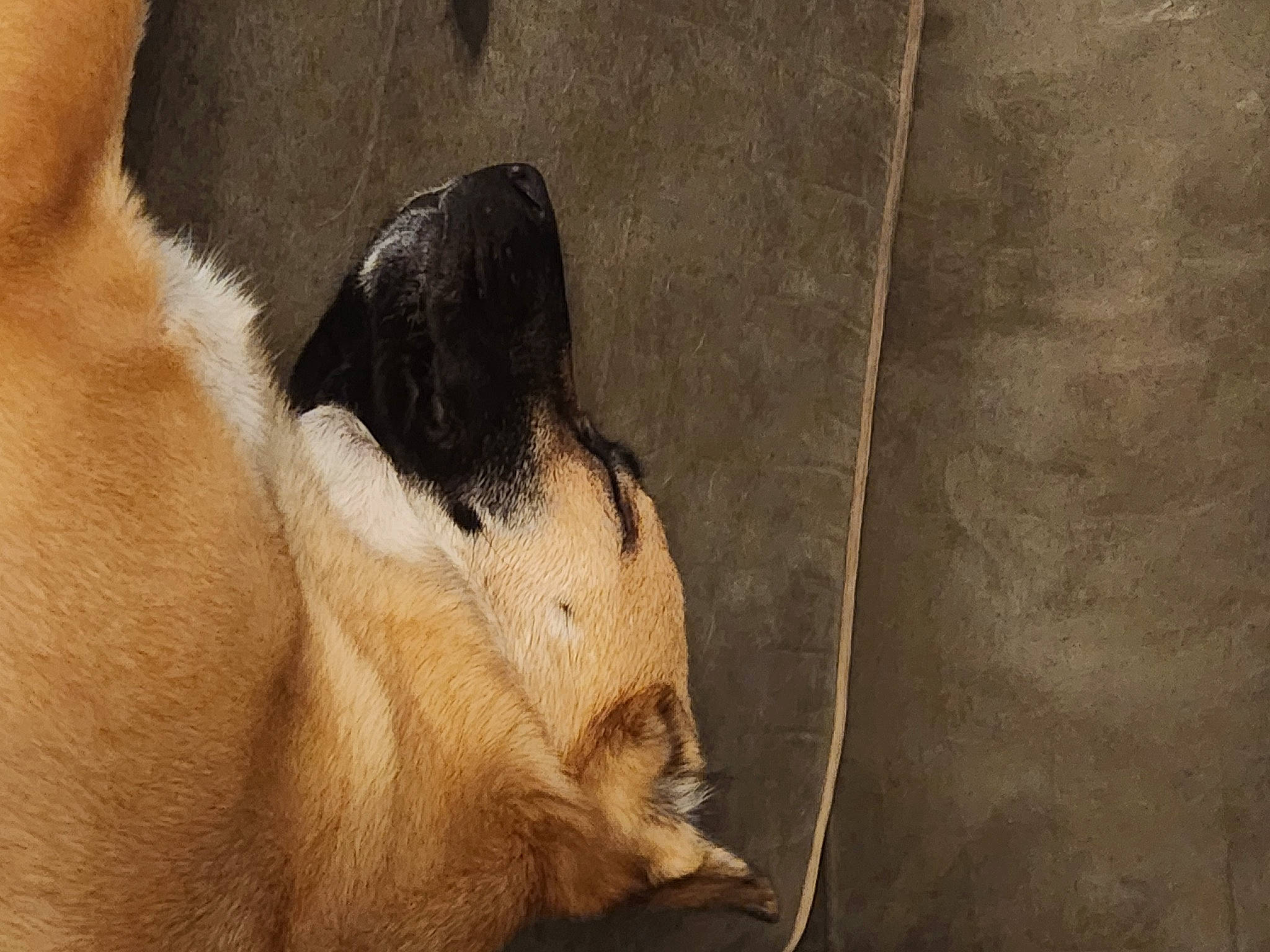 Anni is registered to the contest to win money with this photo: art, canidae, carnivore, chest, comfort, companion_dog, dog, dog_breed, fawn, flesh, foot, fur, human_leg, paw, sporting_group, tail, terrestrial_animal, toe, whiskers, wood