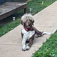 Dylan is registered to the contest to win money with this photo: dog, canine, pet, mop_haircut, fluffy, outdoor, grass, pathway, bench, collar, brown_and_white, relaxed, summer, yard, fence, nature, daylight, animal, cute, mammal