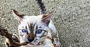 Atlasse participe au concours pour gagner de l'argent avec cette photo : animal, biting, blue_eyes, cat, close_up, concrete, curious, fur, harness, kitten, leash, outdoor, paws, pet, playful, playing, portrait, stick, stripes, whiskers
