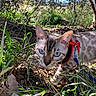animal, bengal_cat, blue_eyes, cat, close_up, curiosity, exploration, grass, harness, kitten, leash, leaves, nature, outdoor, pet, portrait, sunlight, trees, undergrowth, whiskers