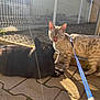 cat, two_cats, black_cat, spotted_cat, tabby_cat, bengal_cat, pet, leash, harness, outdoor, sunlight, sun_glare, pavement, fence, backyard, whiskers, tongue_out, shadow, lying_down, companionship