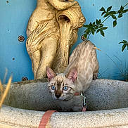 Atlasse a rejoint le concours — aidez-le/la à gagner de superbes lots ! cat, kitten, blue_eyes, leash, collar, planter, stone_pot, statue, sculpture, blue_wall, green_leaves, plant, whiskers, curious, close_up, pottery, outdoor, concrete, vintage, portrait
