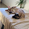 bed, blanket, cat, comfortable, cozy, domestic_animal, feline, fur, home, indoor, natural_light, paw, plant, quiet, relaxing, resting, sleeping, soft, striped, window