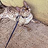 animal, blue_eyes, cat, closeup, concrete_floor, curious, domestic_cat, ears, feline, harness, leash, looking_up, outdoor, paws, pet, resting, spotted_fur, texture, whiskers, yellow_wall