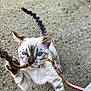 Atlasse a rejoint le concours — aidez-le/la à gagner de superbes lots ! cat, kitten, blue_eyes, leash, stick, playing, close_up, fur, paws, whiskers, outdoor, concrete, curious, pet, animal, stripes, portrait, biting, harness, playful