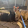 bengal_cat, black_cat, blue_leash, cat, cats, companion, domestic_cat, eyes, fence, leash, licking, lying, outdoor, pavement, pet, shadow, sitting, sunlight, tongue_out, whiskers