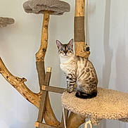 Atlasse a rejoint le concours — aidez-le/la à gagner de superbes lots ! animal, beige, blue_eyes, cat, cat_tree, cozy, cute, furniture, indoor, ladder, looking, natural, perch, pet, rope, scratching_post, sitting, spotted_fur, wood, wooden