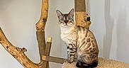 Atlasse a rejoint le concours — aidez-le/la à gagner de superbes lots ! animal, beige, blue_eyes, cat, cat_tree, cozy, cute, furniture, indoor, ladder, looking, natural, perch, pet, rope, scratching_post, sitting, spotted_fur, wood, wooden