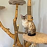 animal, beige, blue_eyes, cat, cat_tree, cozy, cute, furniture, indoor, ladder, looking, natural, perch, pet, rope, scratching_post, sitting, spotted_fur, wood, wooden