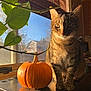 cat, tabby_cat, pumpkin, window, sunlight, plant, leaf, indoor, windowsill, autumn, orange, pet, feline, curious, shadow, houseplant, nature, cozy, brown, decor