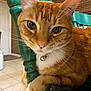 cat, orange_tabby, white_paws, green_chair, close_up, indoor, pet, domestic_cat, feline, curious, relaxed, whiskers, collar, bell, tile_floor, window_blinds, home, furniture, domestic, animal